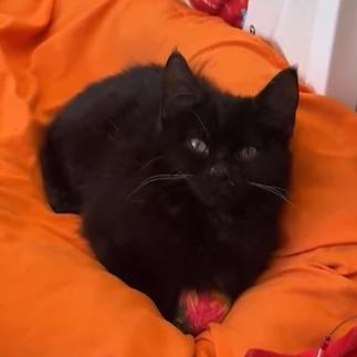 Enlarge Wibbles - Severe CH, a Adoptable Domestic Short Hair in Defiance, OH image 1/5