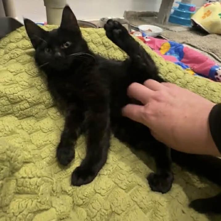 Enlarge Wibbles - Severe CH, a Adoptable Domestic Short Hair in Defiance, OH image 2/5