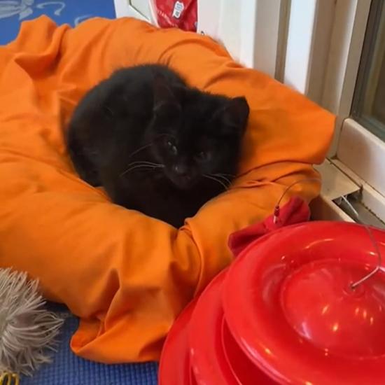 Enlarge Wibbles - Severe CH, a Adoptable Domestic Short Hair in Defiance, OH image 3/5