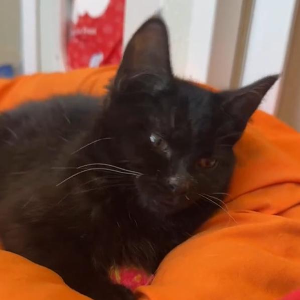 Enlarge Wibbles - Severe CH, a Adoptable Domestic Short Hair in Defiance, OH image 4/5
