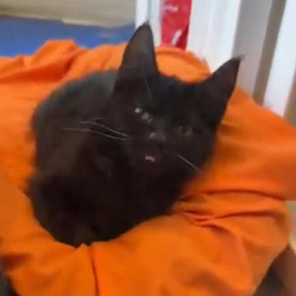 Enlarge Wibbles - Severe CH, a Adoptable Domestic Short Hair in Defiance, OH image 5/5