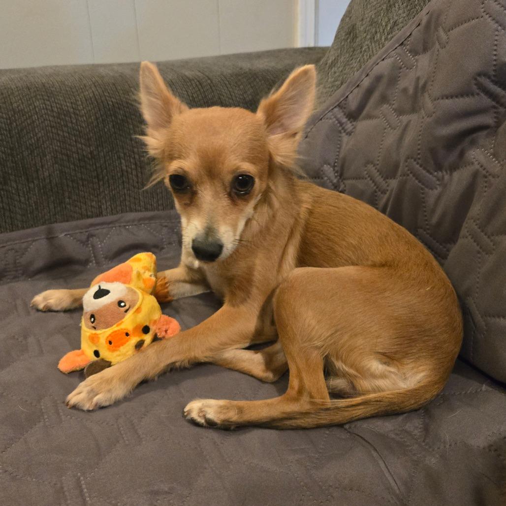 Enlarge Dulcey, a Adoptable Chihuahua in Katy, TX image 1/4