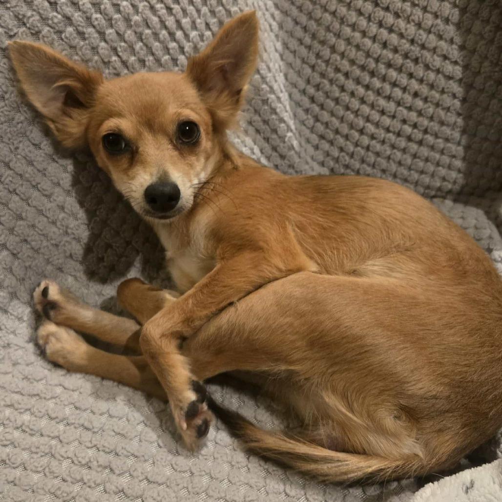 Enlarge Dulcey, a Adoptable Chihuahua in Katy, TX image 2/4