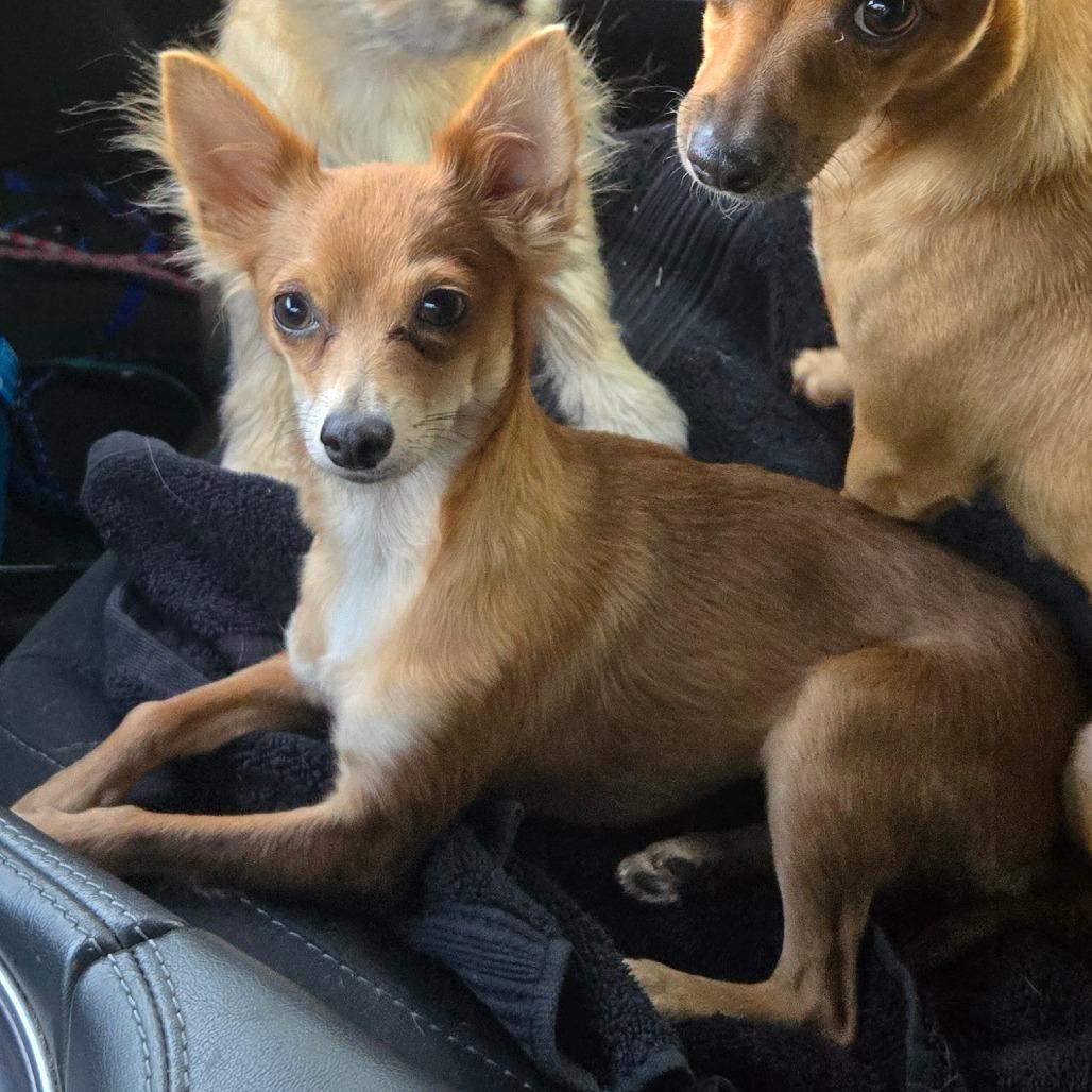 Enlarge Dulcey, a Adoptable Chihuahua in Katy, TX image 3/4