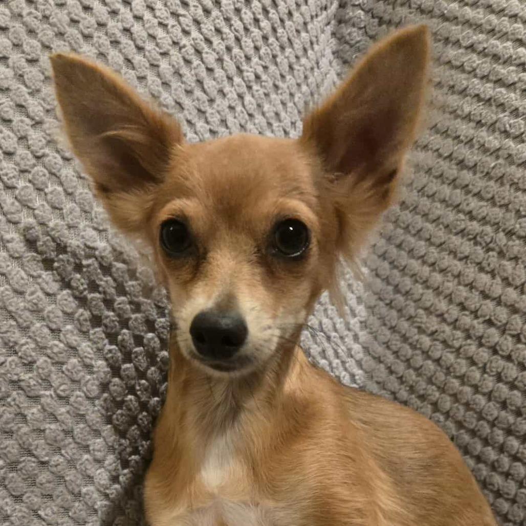 Dulcey, Adoptable, Adult Female Chihuahua.