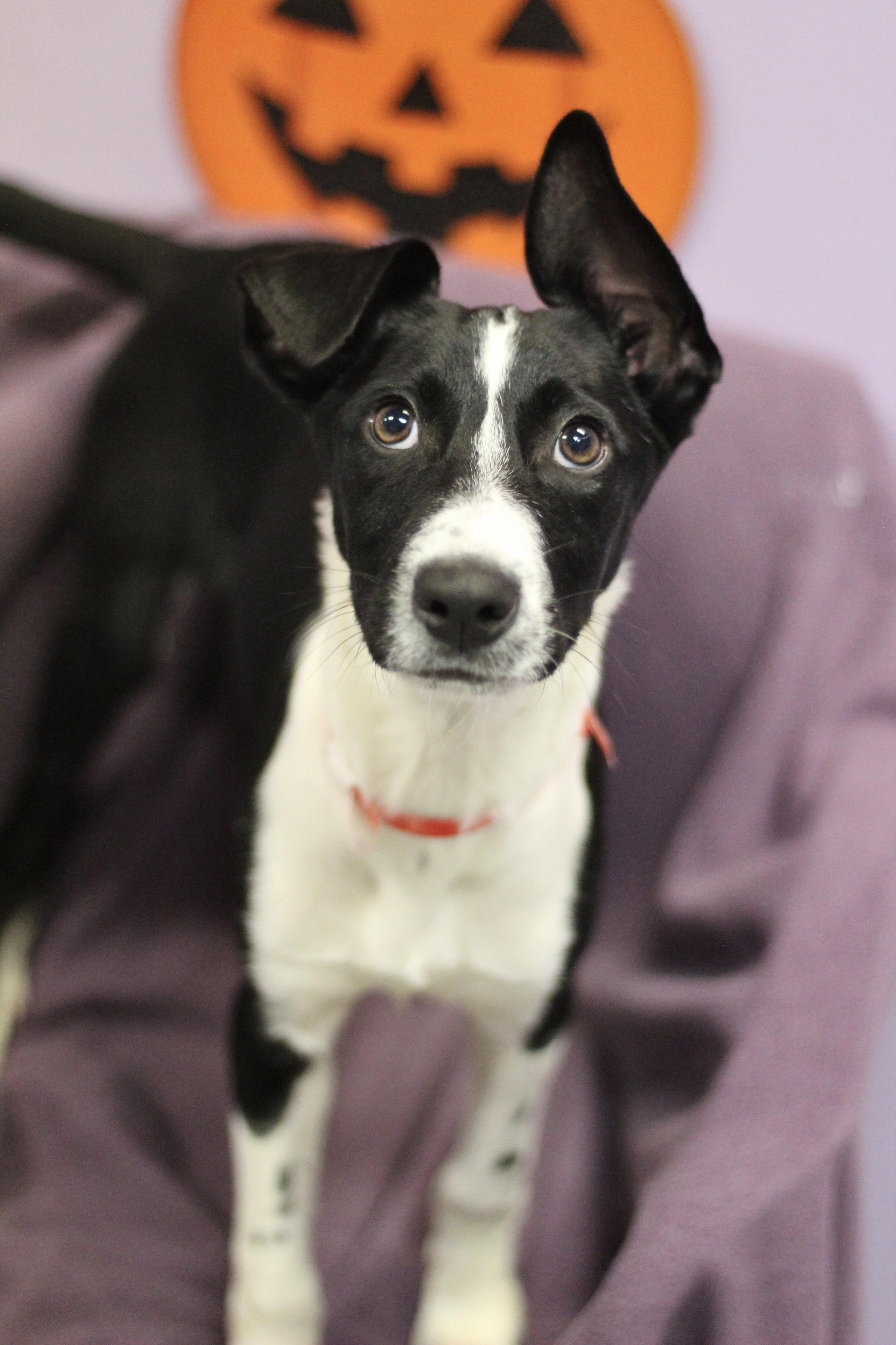 Enlarge Rosie Love in NH. Come Meet our Adoptable Dogs Wednesday-Saturday. More info in Bio, a Adoptable mixed breed in Manchester, NH image 1/2