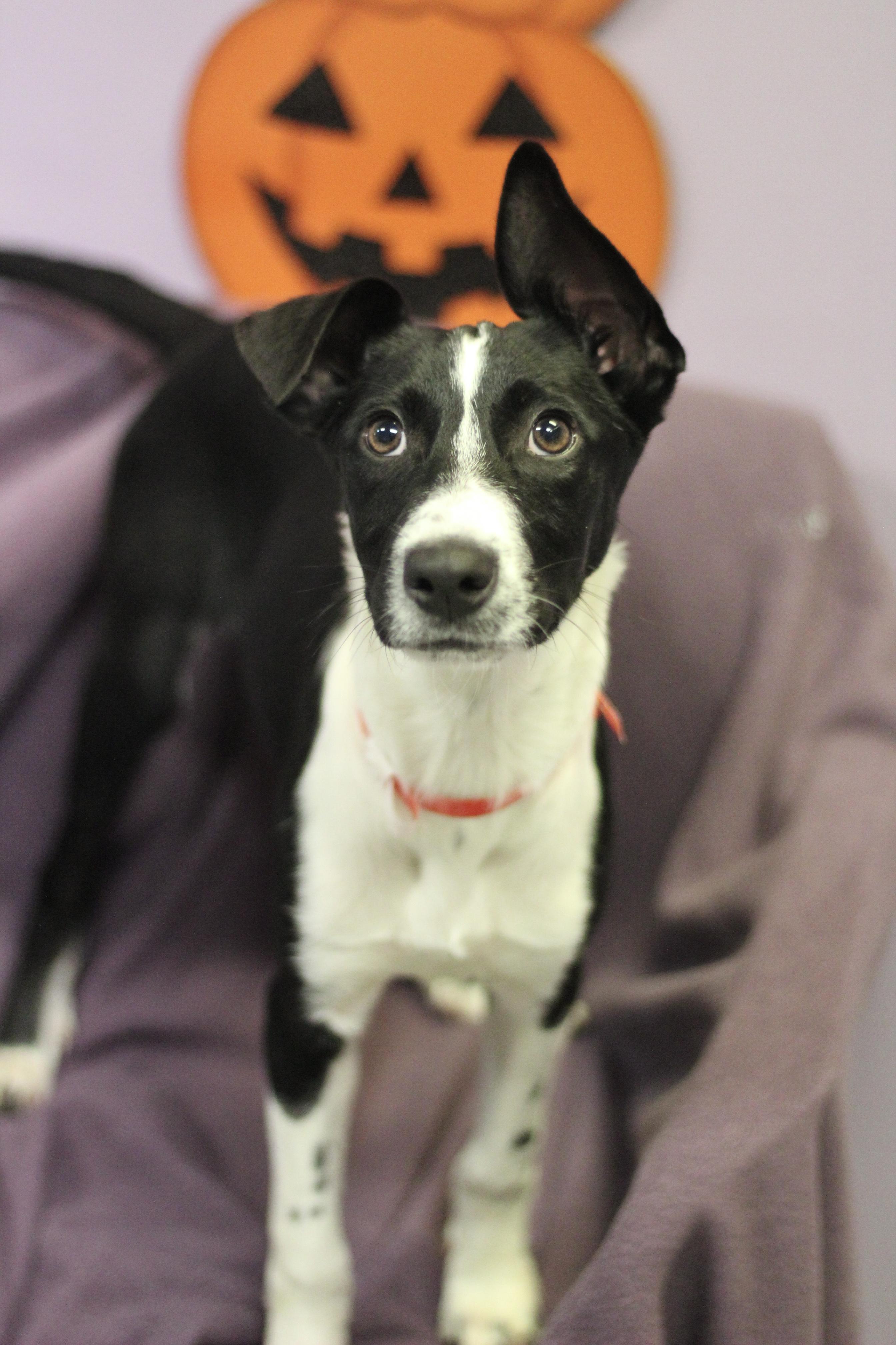 Enlarge Rosie Love in NH. Come Meet our Adoptable Dogs Wednesday-Saturday. More info in Bio, a Adoptable mixed breed in Manchester, NH image 2/2