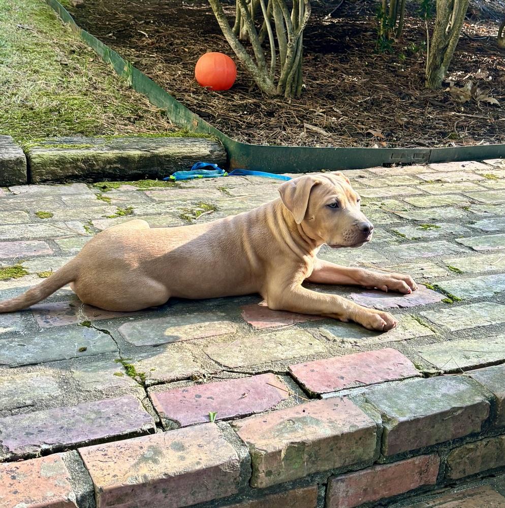 Spud Potato photo