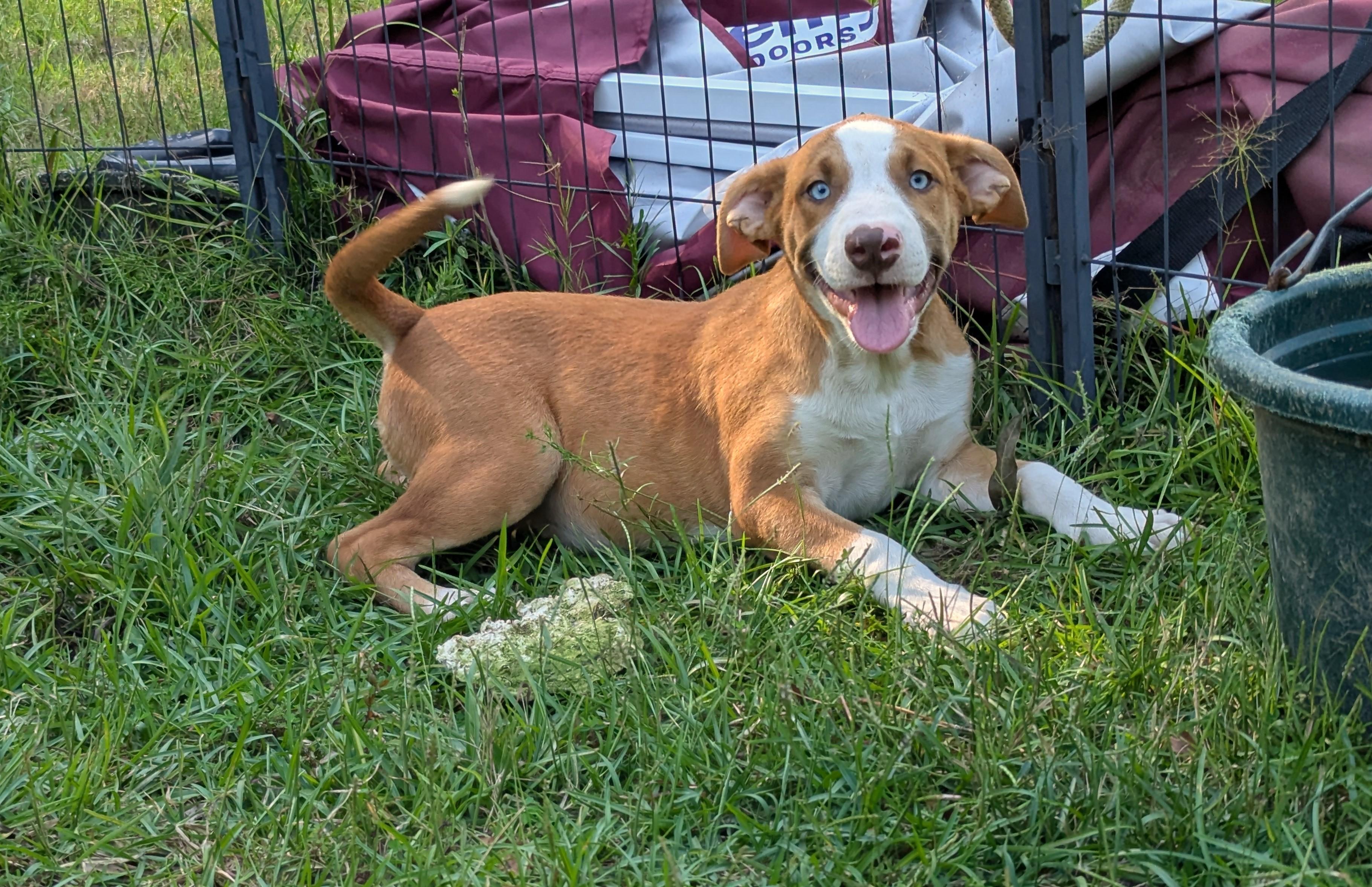LULU KATE