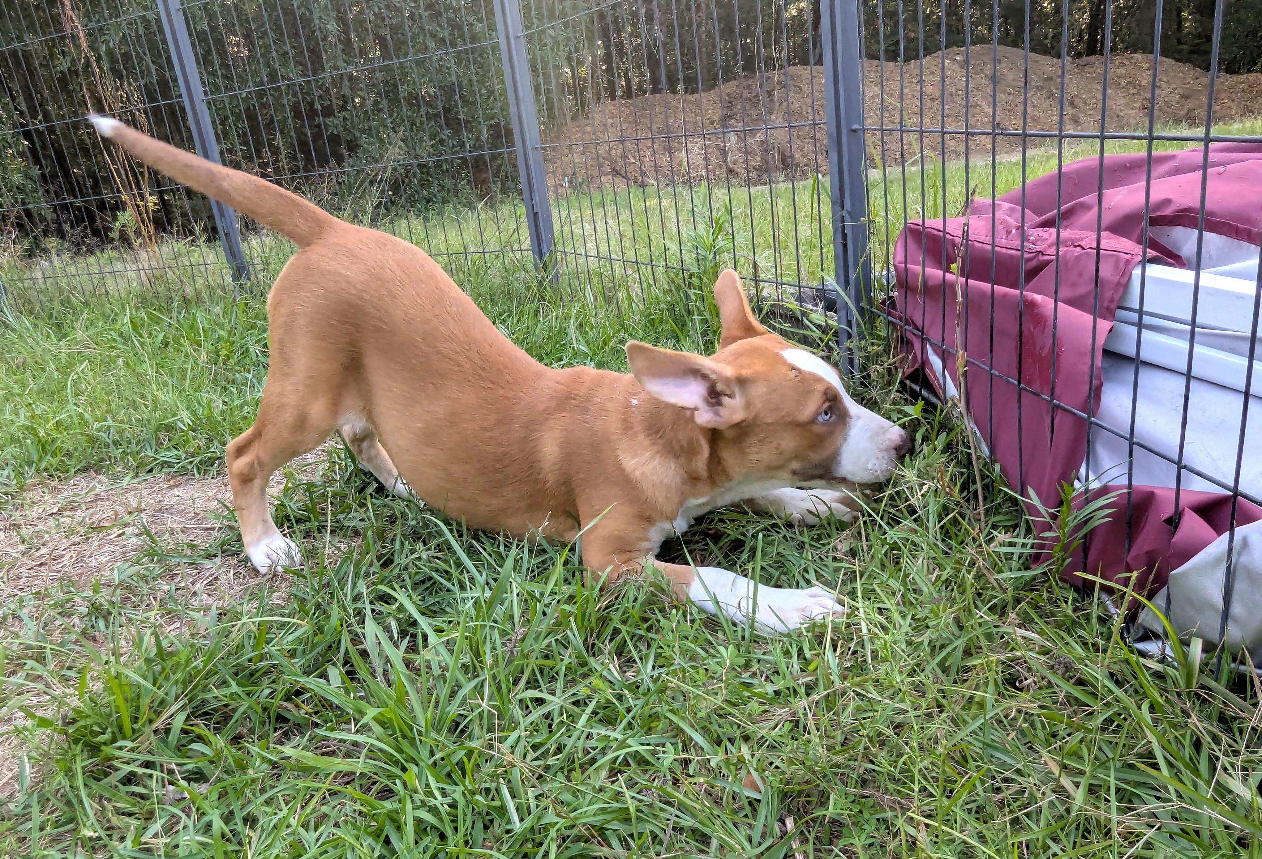 LULU KATE