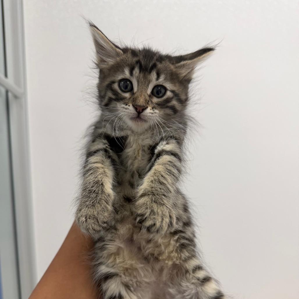 Enlarge Lucy (Light Blue), a Adoptable Domestic Medium Hair in Sunnyvale, CA image 1/3
