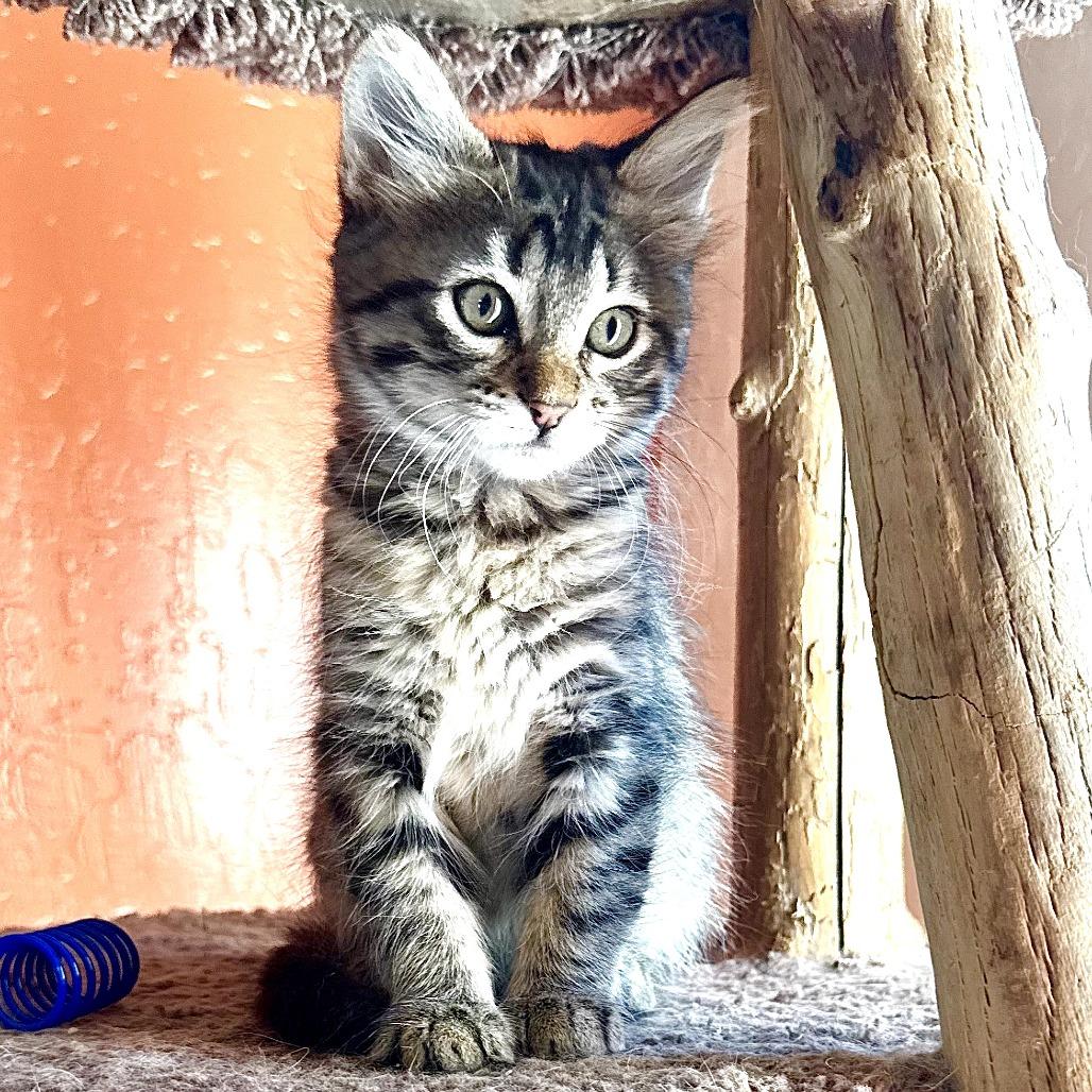 Enlarge Lucy (Light Blue), a Adoptable Domestic Medium Hair in Sunnyvale, CA image 2/3