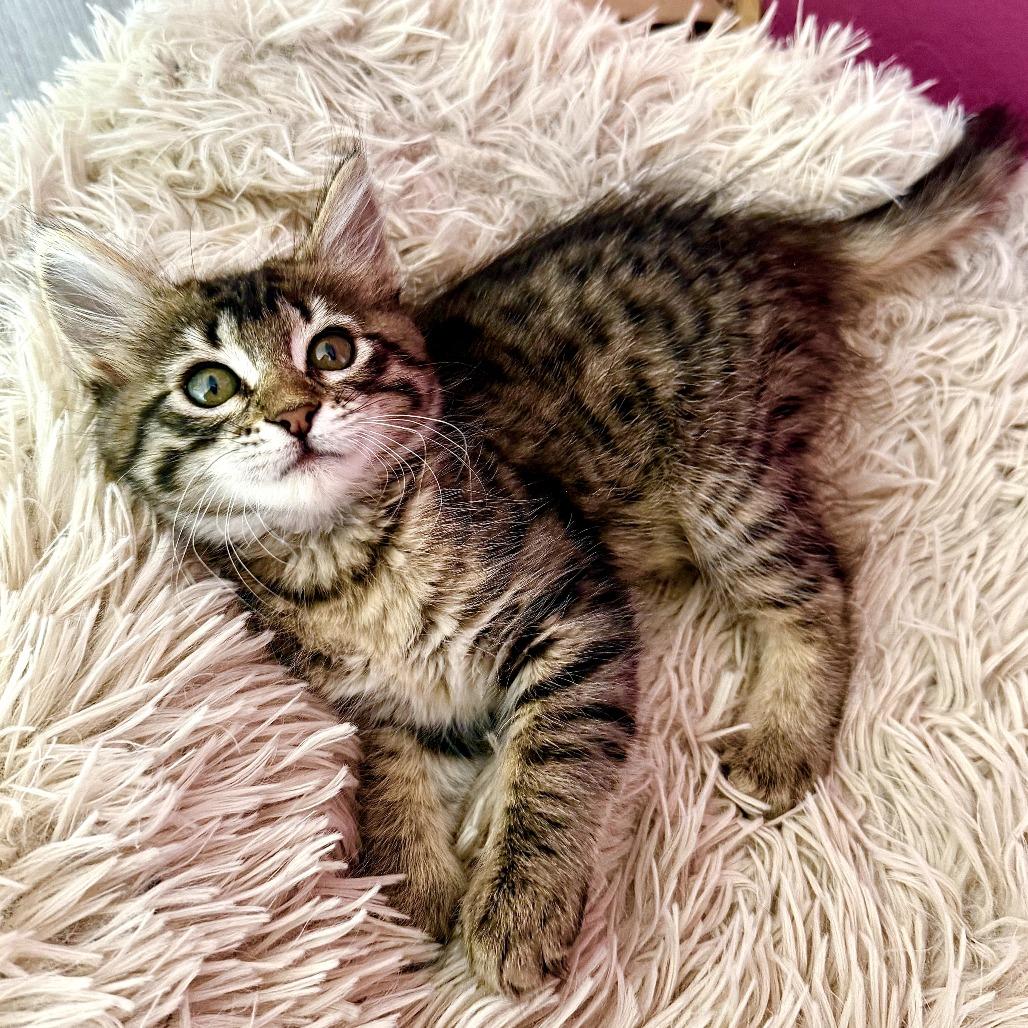 Enlarge Lucy (Light Blue), a Adoptable Domestic Medium Hair in Sunnyvale, CA image 3/3