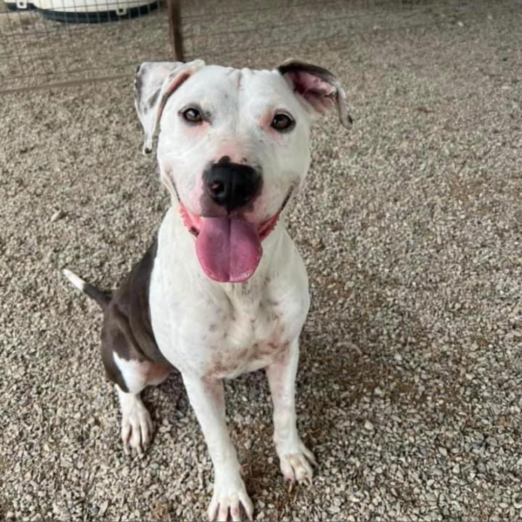 Enlarge Zena, a Adoptable mixed breed in Weatherford, TX image 1/5