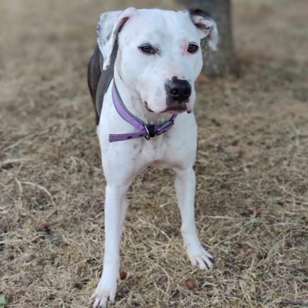 Enlarge Zena, a Adoptable mixed breed in Weatherford, TX image 2/5