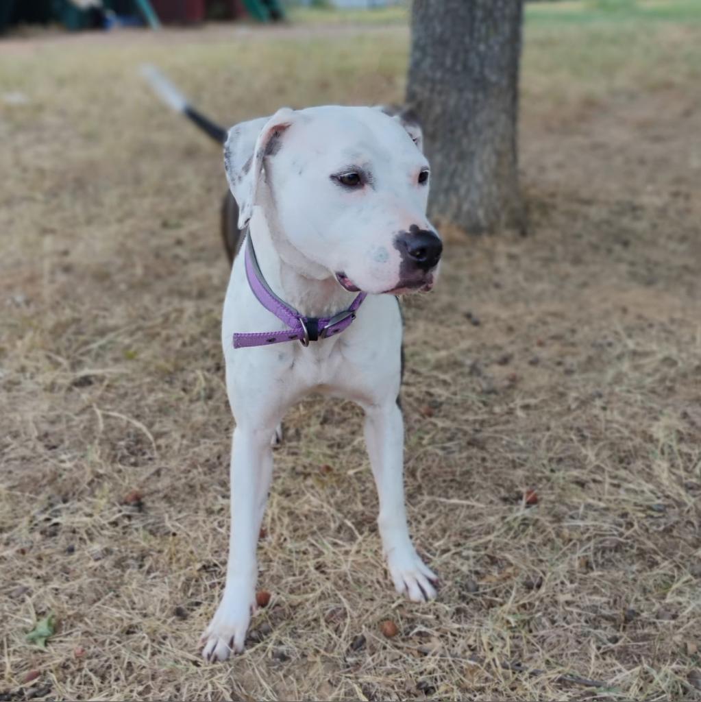 Enlarge Zena, a Adoptable mixed breed in Weatherford, TX image 3/5