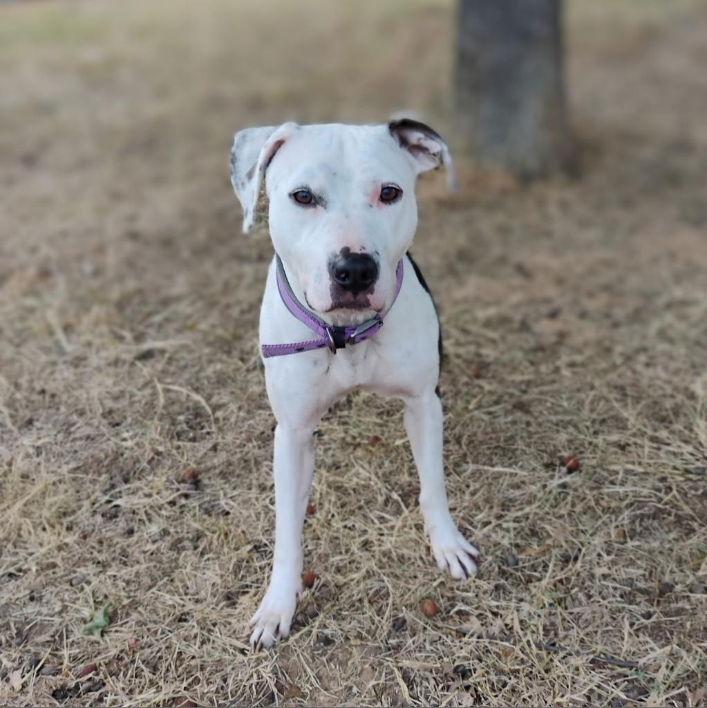 Enlarge Zena, a Adoptable mixed breed in Weatherford, TX image 4/5
