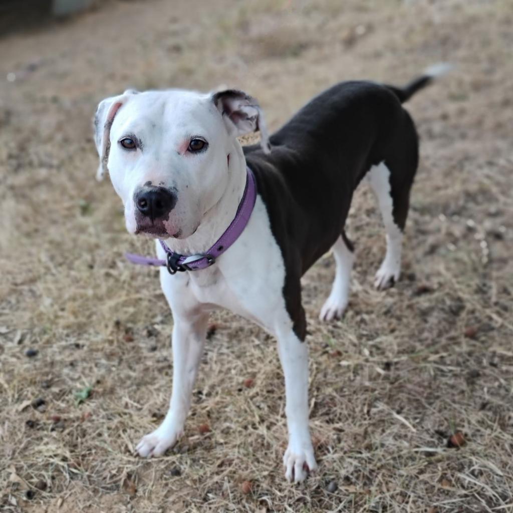 Enlarge Zena, a Adoptable mixed breed in Weatherford, TX image 5/5