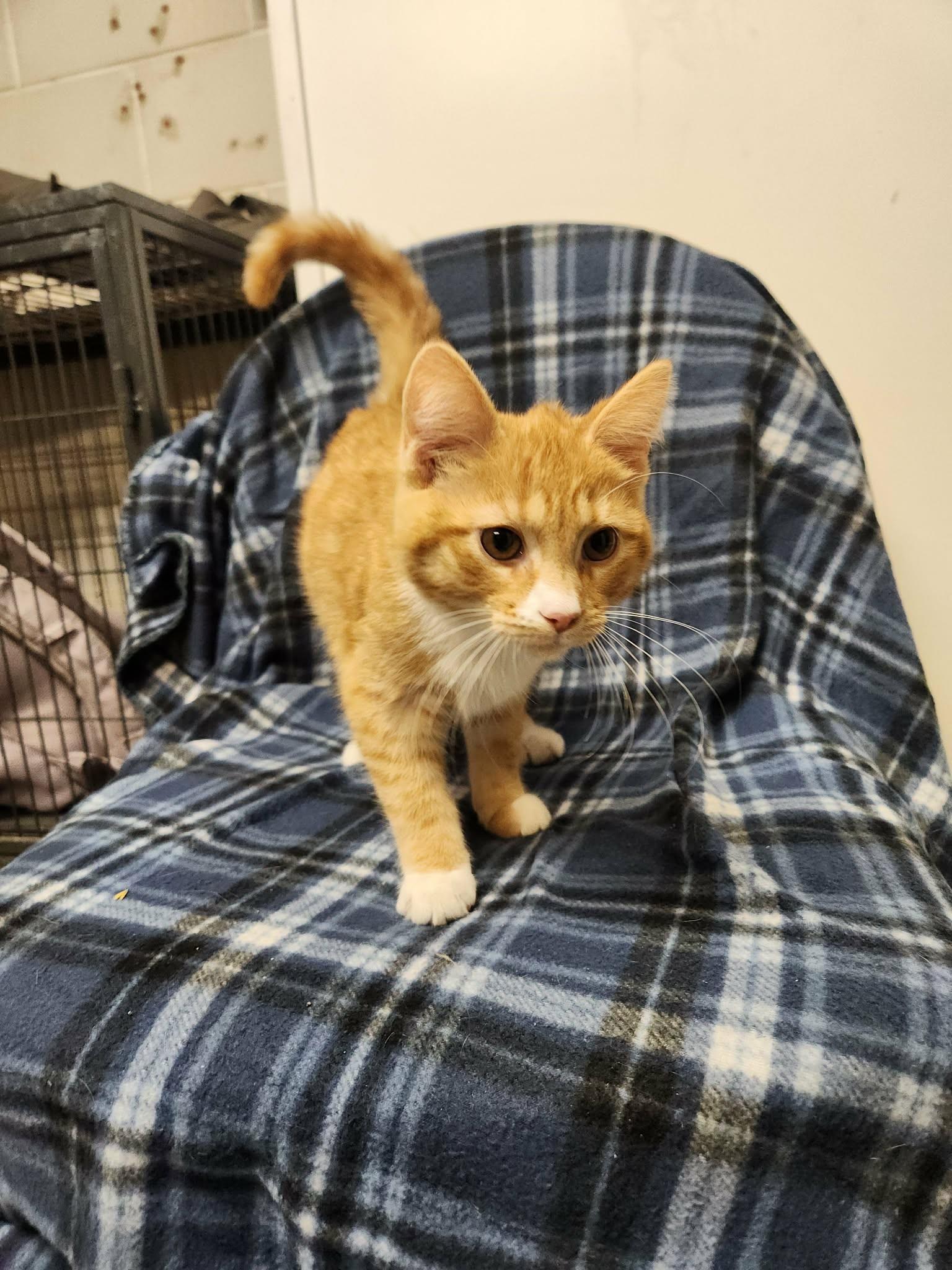 Cheese, Adoptable, Young Male Domestic Short Hair.