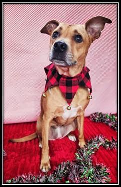 LOLA, Adoptable, Adult Female Australian Cattle Dog / Blue Heeler & Mixed Breed.