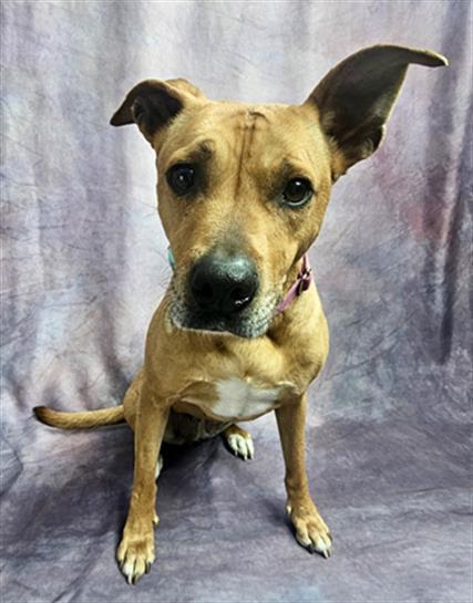 Enlarge LOLA, a Adoptable mixed breed in Frisco, CO image 1/1