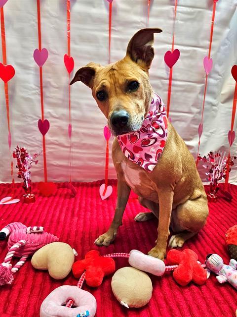 LOLA, Adoptable, Adult Female Australian Cattle Dog / Blue Heeler & Mixed Breed.