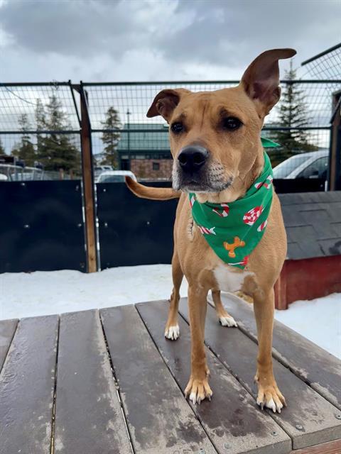 LOLA, Adoptable, Adult Female Australian Cattle Dog / Blue Heeler & Mixed Breed.