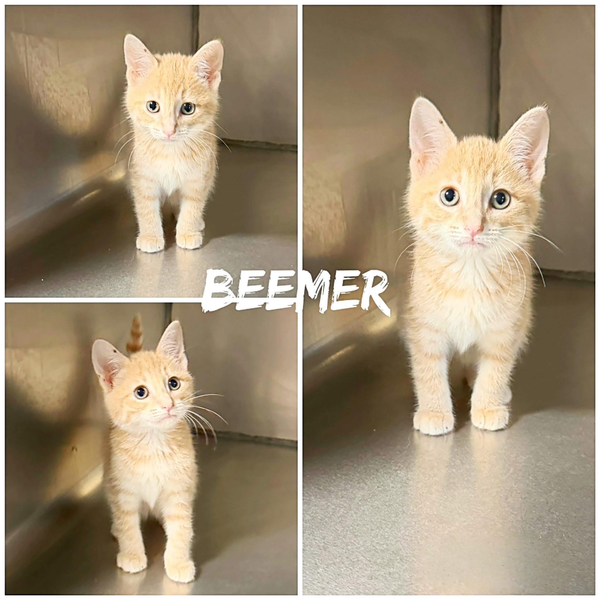 Enlarge Beemer, an adopted Domestic Short Hair in Saint James, MO image 1/1