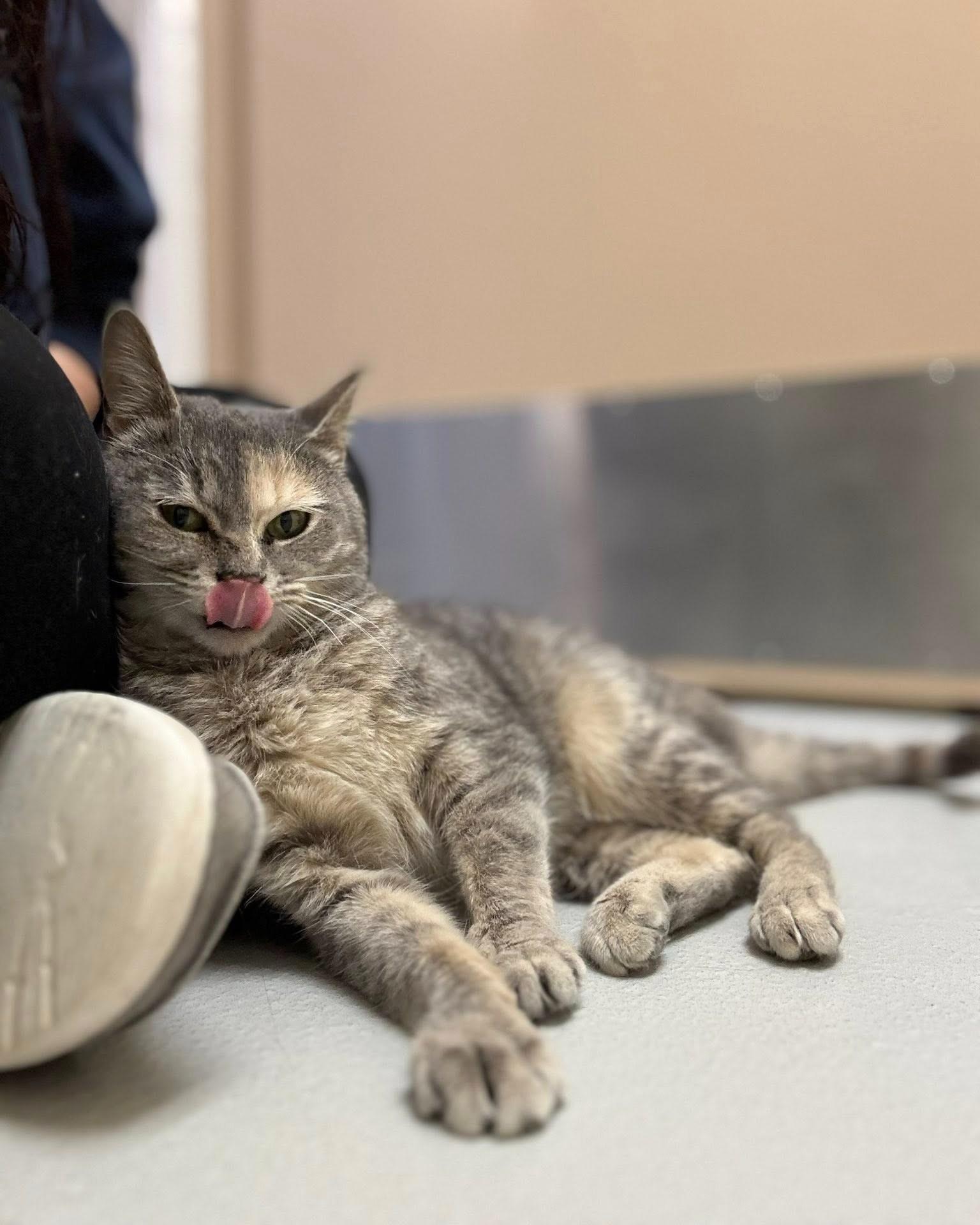 Enlarge Ada, an adopted mixed breed in Fremont, MI image 1/2