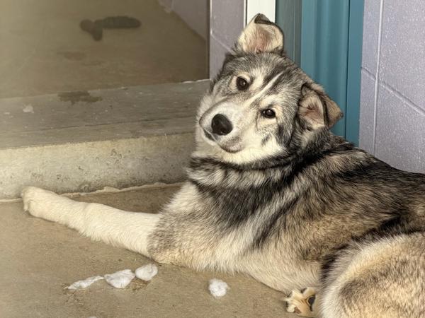 Jasper* July 6th, Adoptable, Young Female Husky & Great Pyrenees.