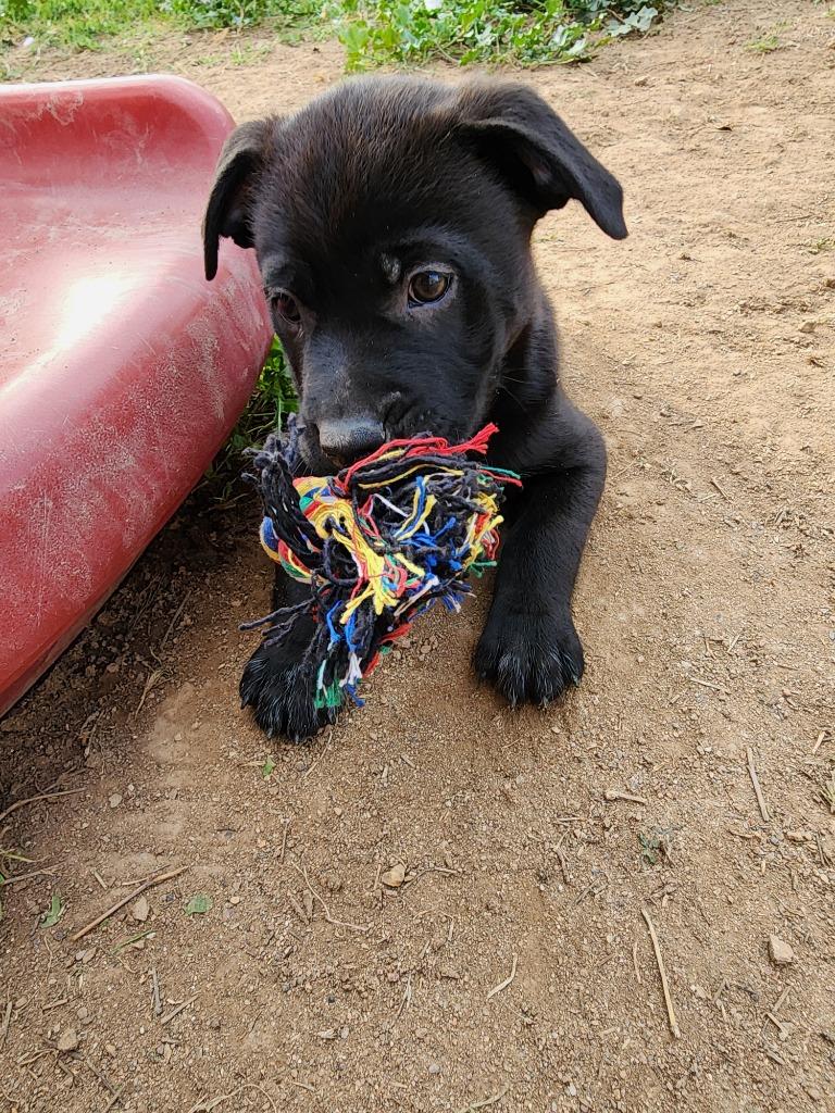 Moccasin, Adoptable, Puppy Male Pit Bull Terrier & Shepherd.