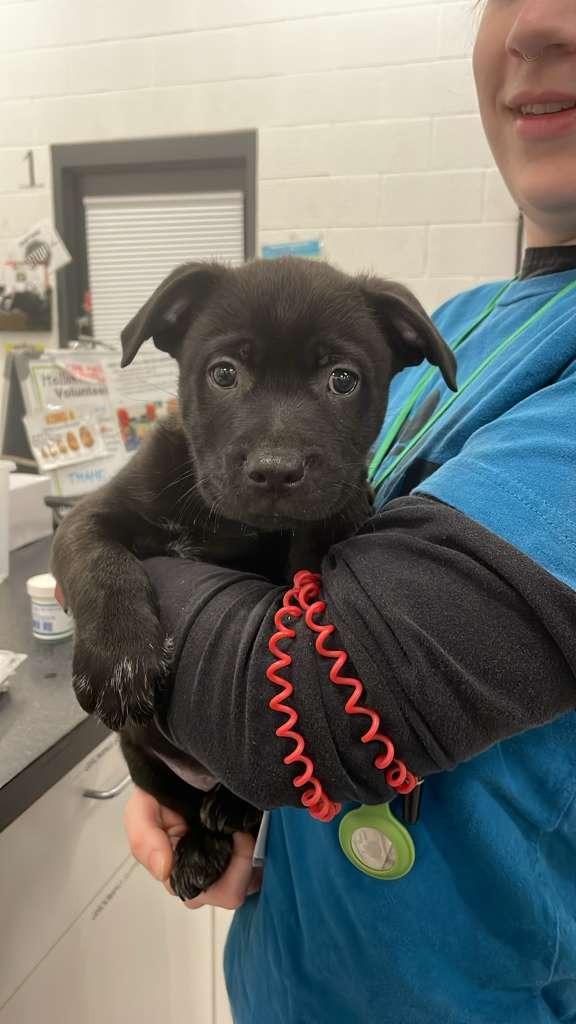 Enlarge Moccasin, a Adoptable mixed breed in Phoenix, AZ image 2/4