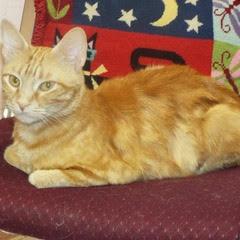 Corona, Young Female unknown