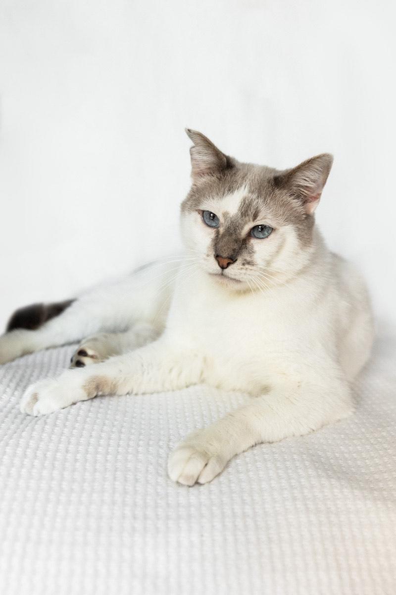 Enlarge ALBERT, a ADOPTABLE mixed breed in Rowland Heights, CA image 1/2