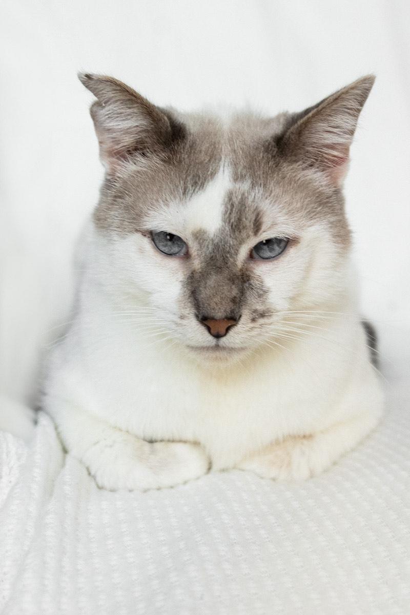 Enlarge ALBERT, a ADOPTABLE mixed breed in Rowland Heights, CA image 2/2