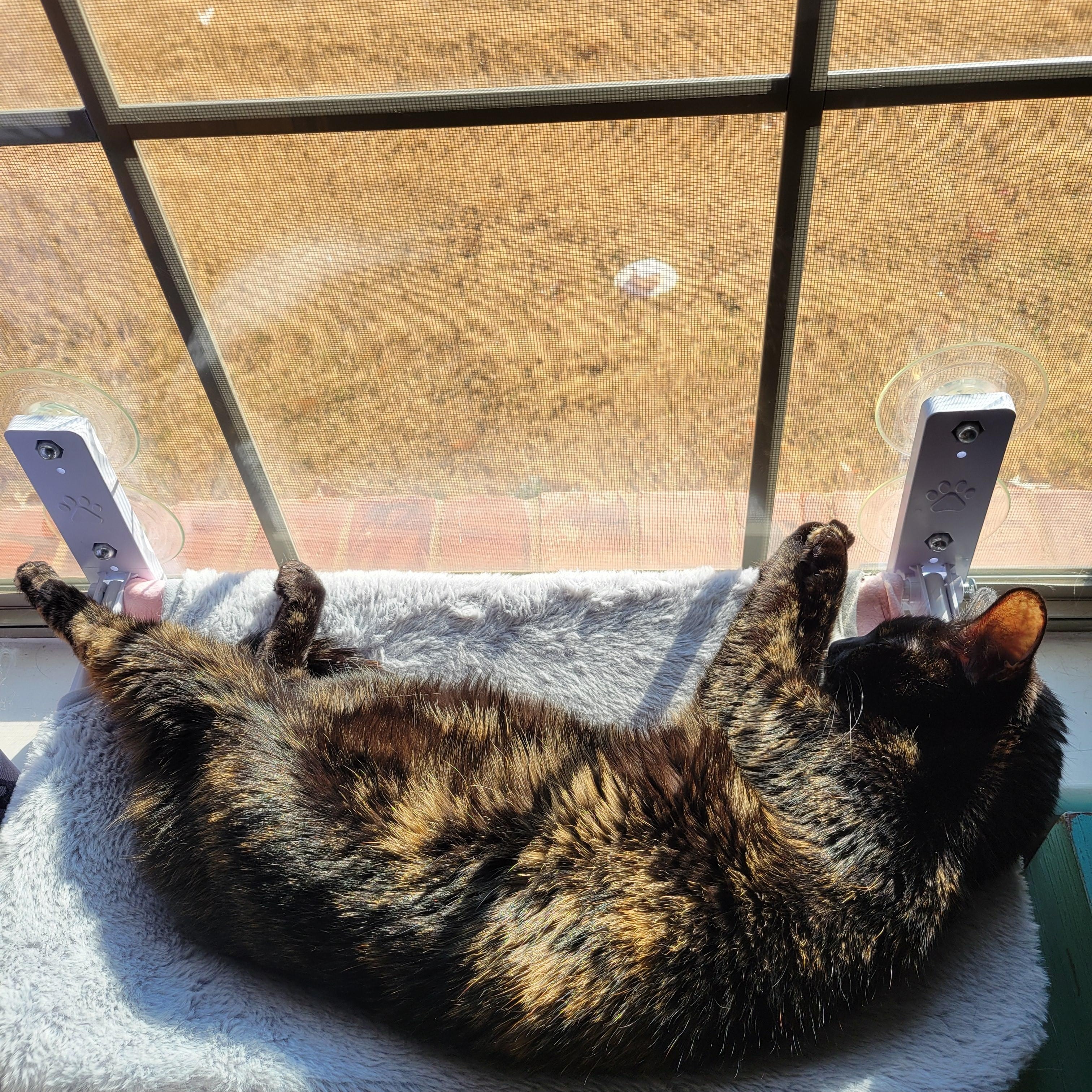 Rosie — thumbnail 3