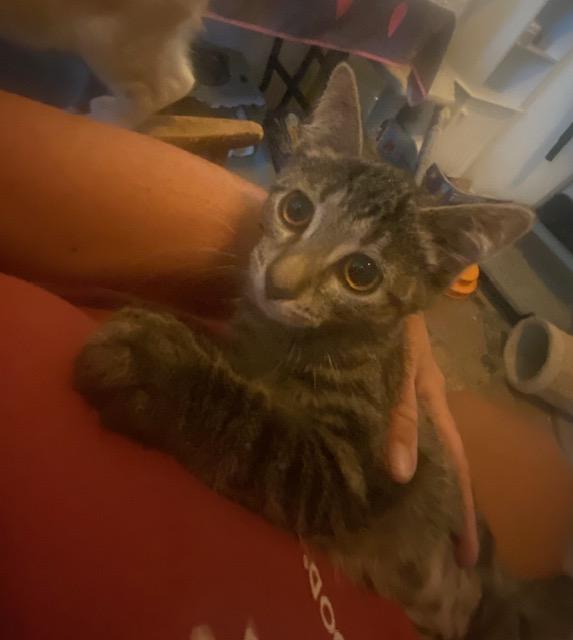Angel, Adoptable, Kitten Female Domestic Short Hair.