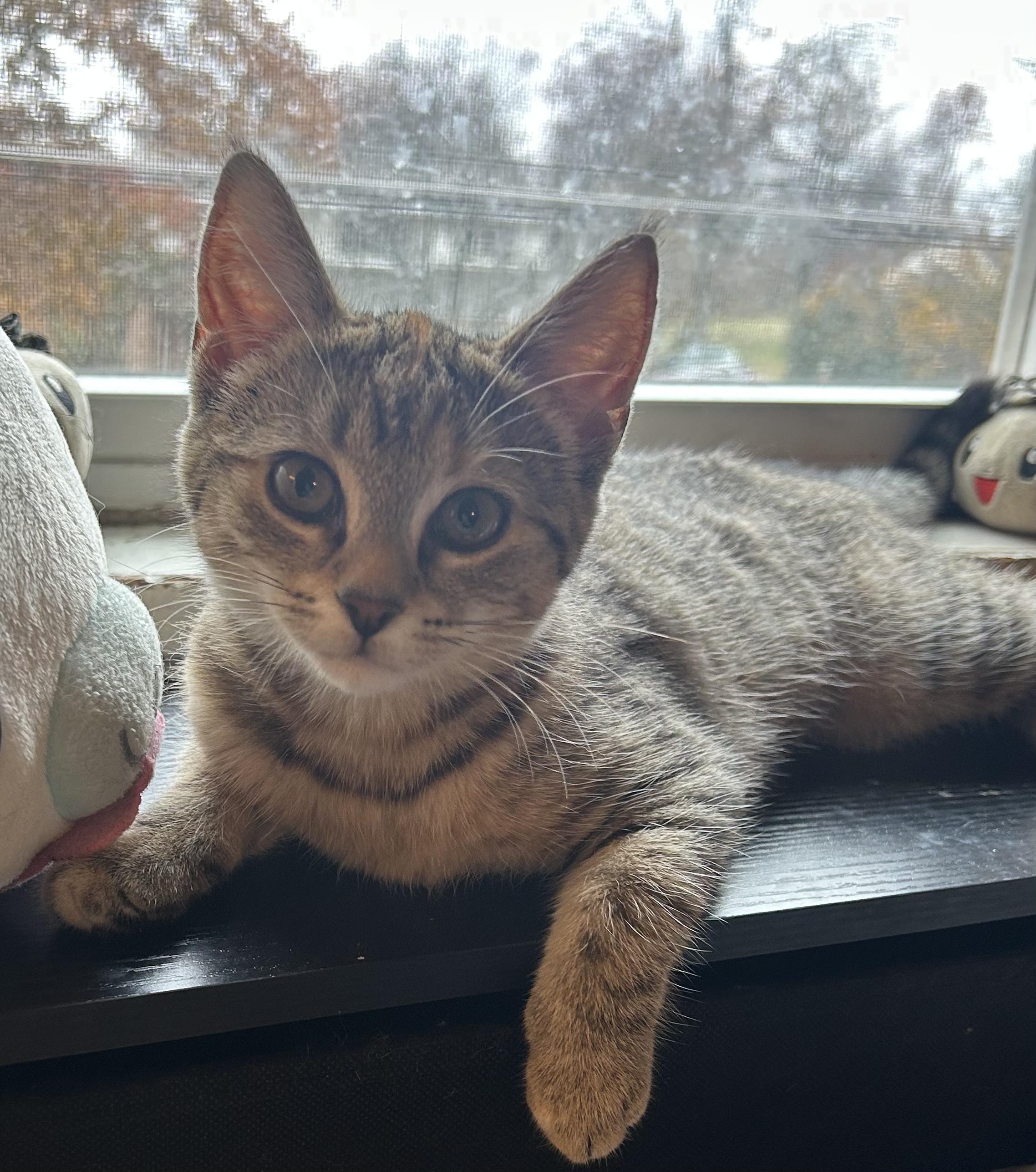 Jeri, adopted, Young Female Domestic Short Hair.