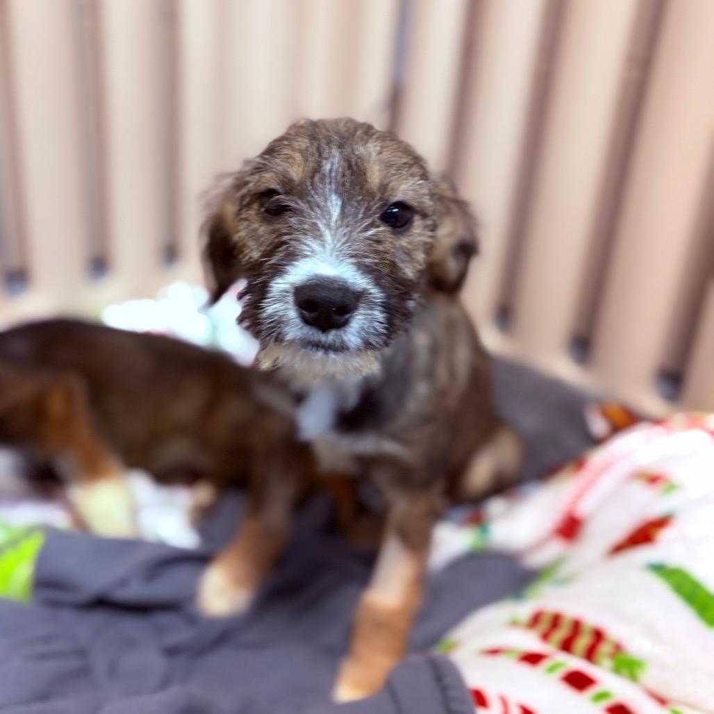 Enlarge Skye , an adoptable mixed breed in Fenton, MI image 1/3