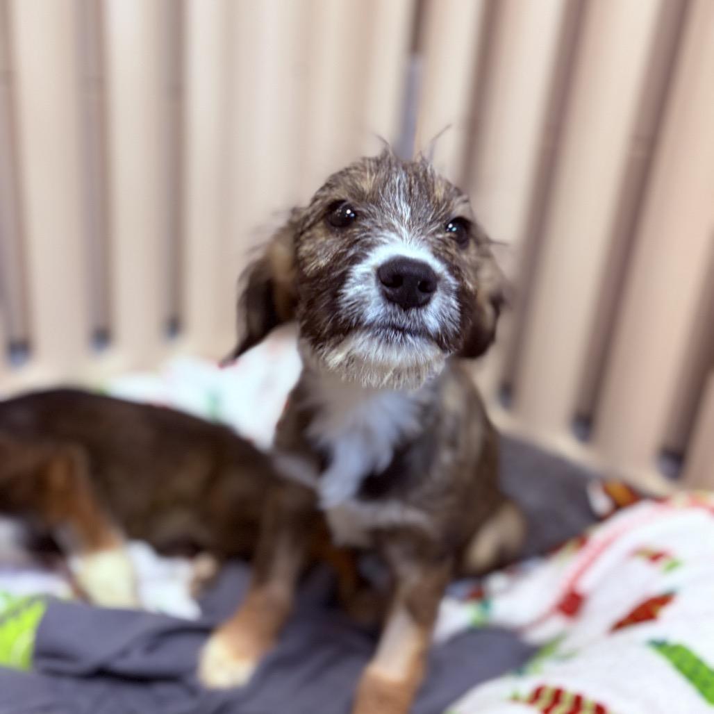 Enlarge Skye , an adoptable mixed breed in Fenton, MI image 2/3