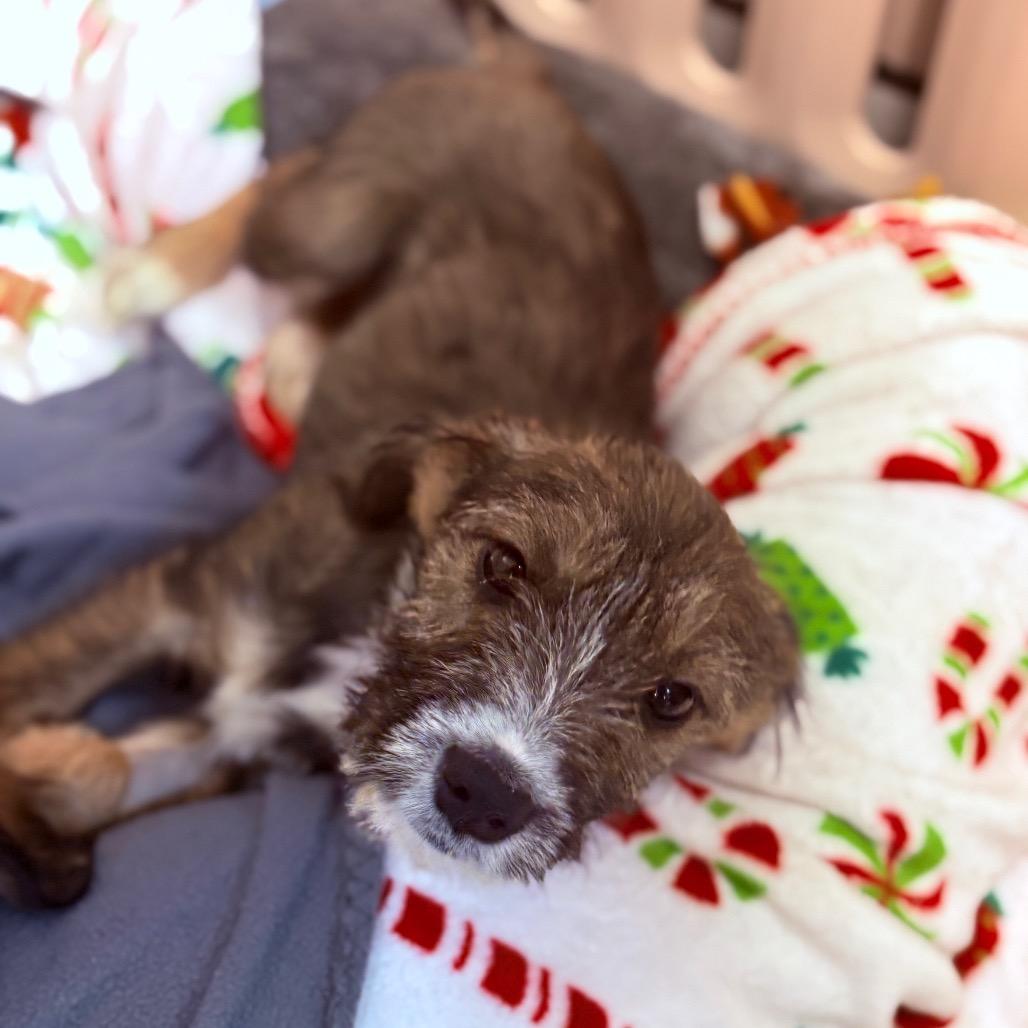 Enlarge Skye , an adoptable mixed breed in Fenton, MI image 3/3