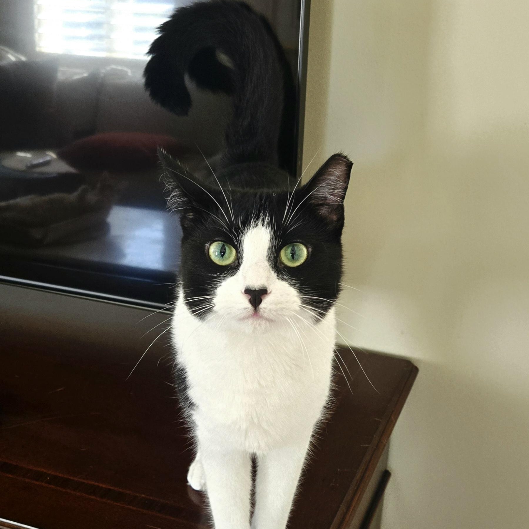 Mouse, Adoptable, Young Female Domestic Short Hair.