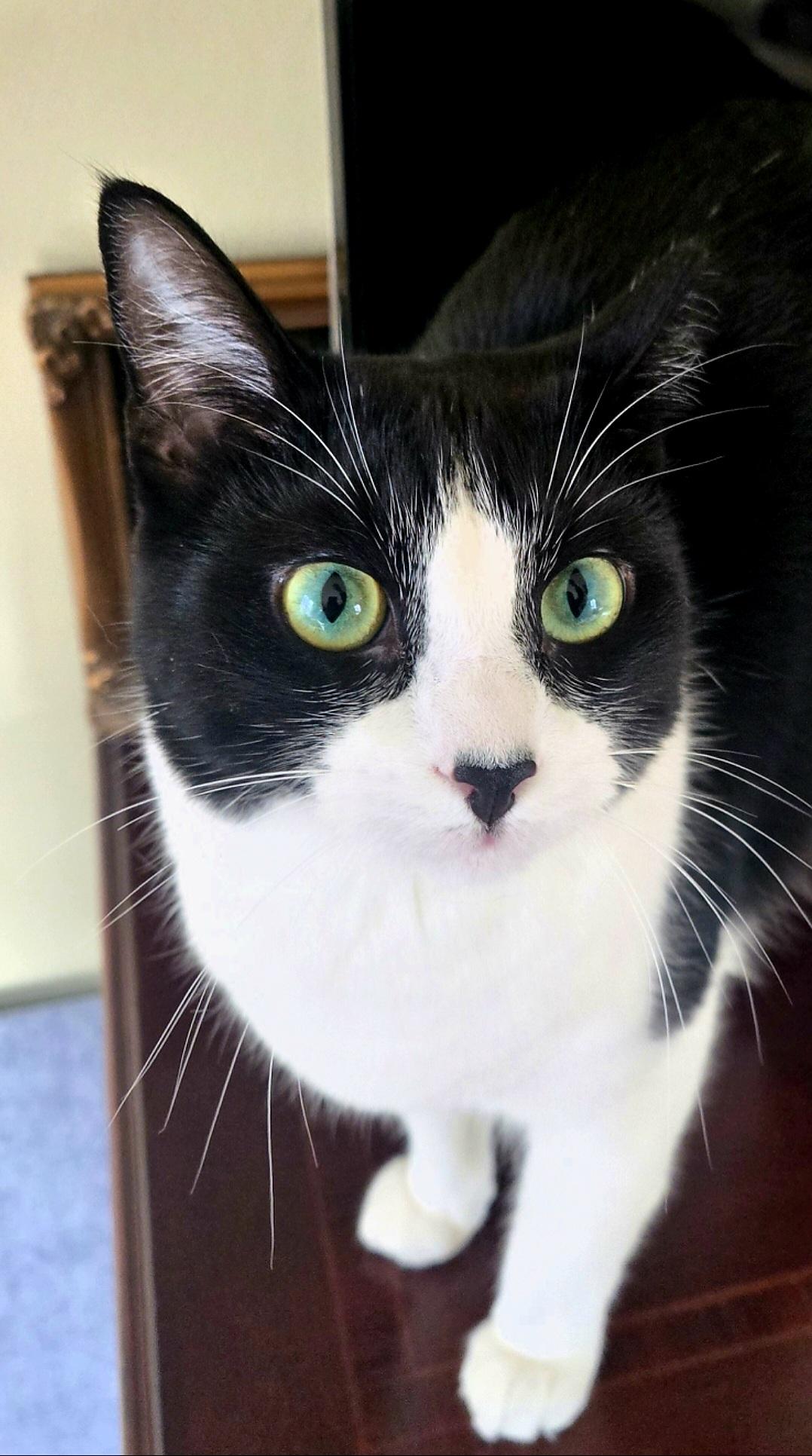 Enlarge Mouse, an adopted Domestic Short Hair in Staten Island, NY image 1/6