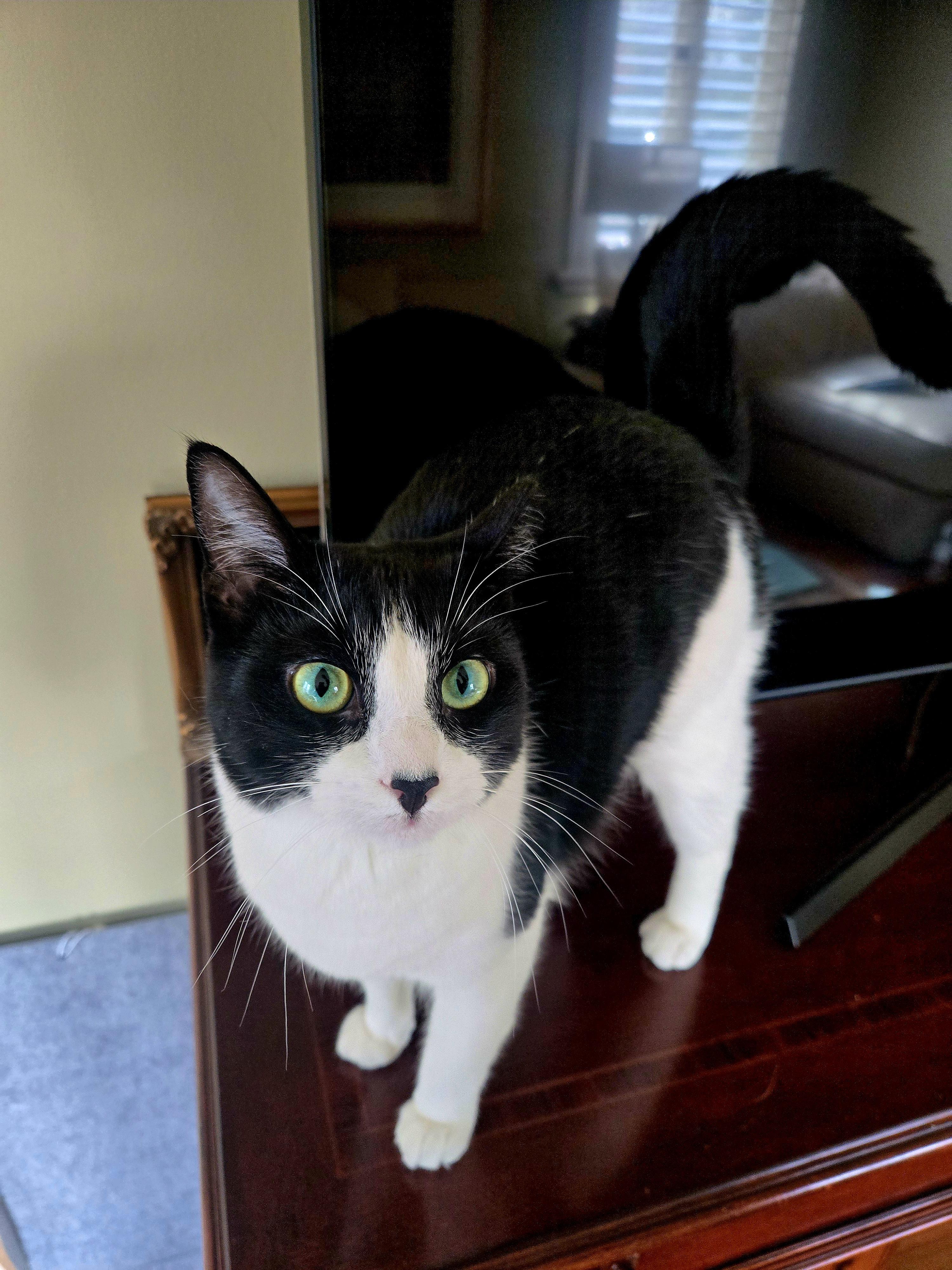 Enlarge Mouse, an adopted Domestic Short Hair in Staten Island, NY image 3/6