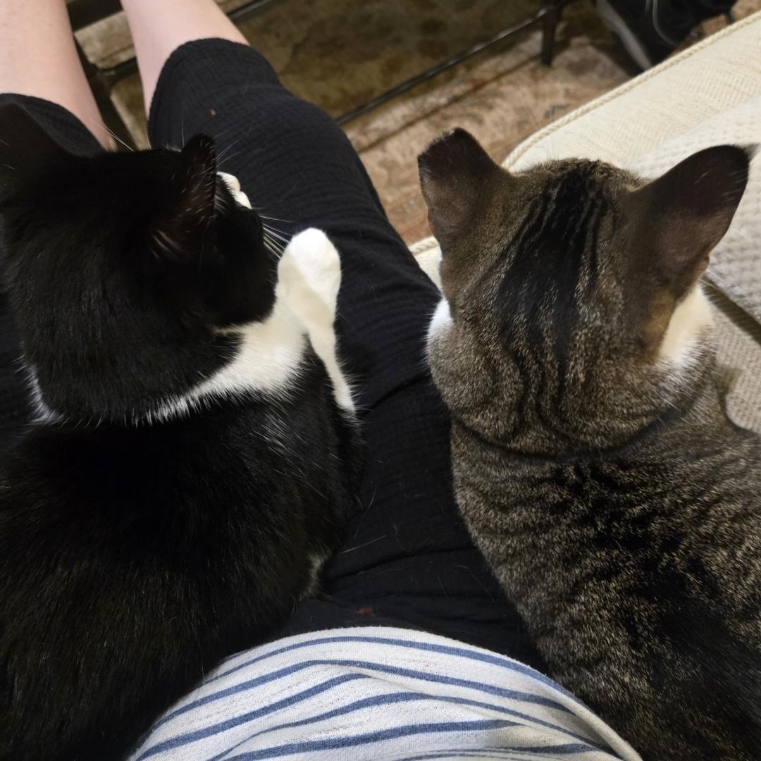 Enlarge Mouse, an adopted Domestic Short Hair in Staten Island, NY image 6/6