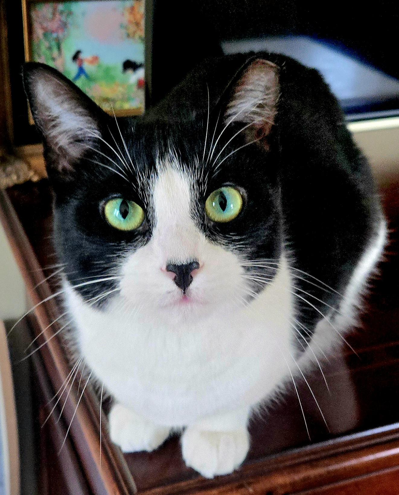 Enlarge Mouse, an adopted Domestic Short Hair in Staten Island, NY image 2/6