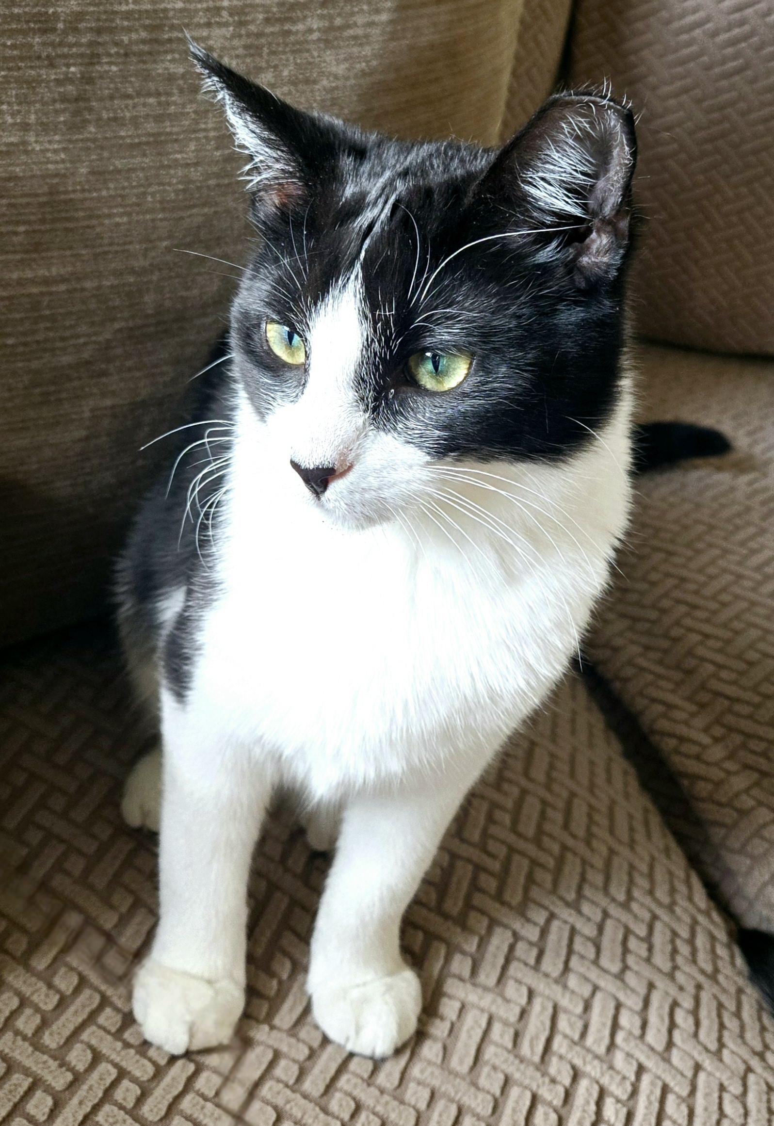 Enlarge Mouse, an adopted Domestic Short Hair in Staten Island, NY image 5/6