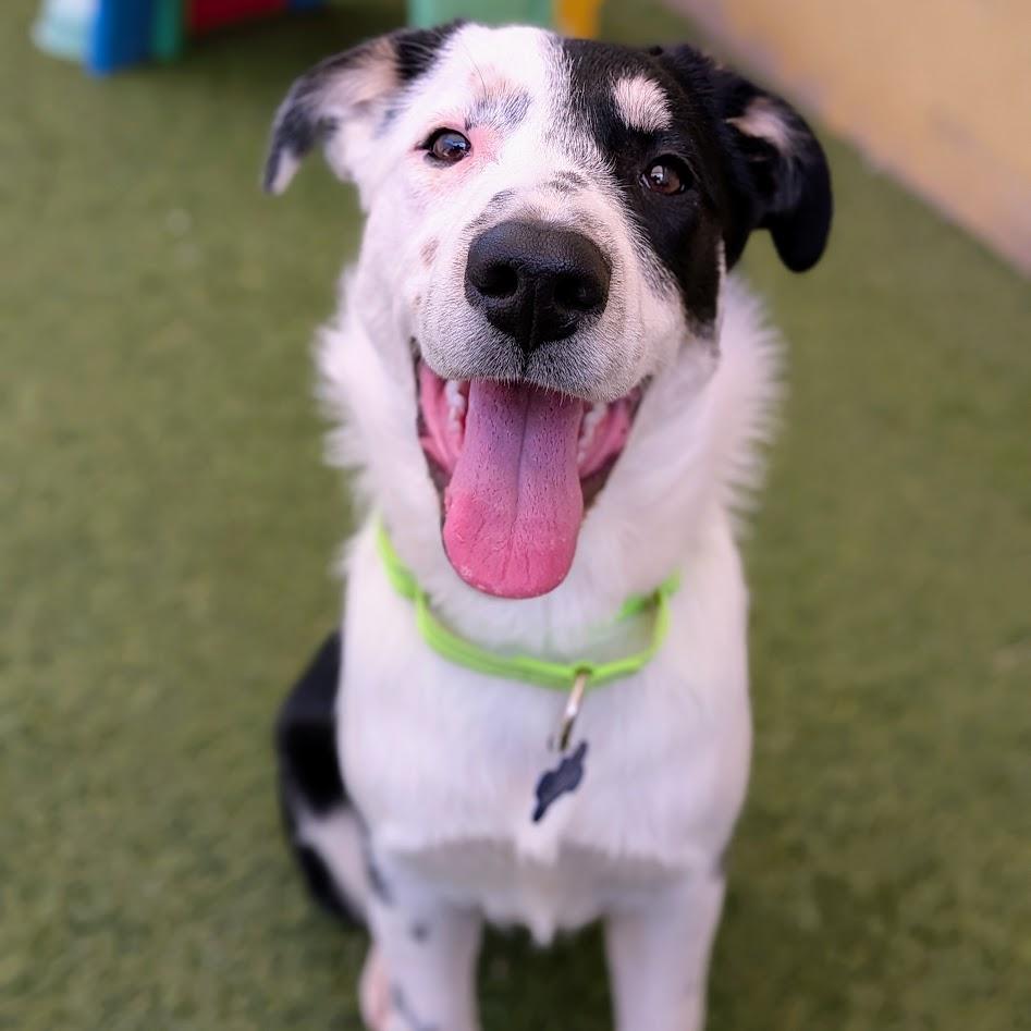 Enlarge Patches, an adoptable mixed breed in St. George, UT image 2/6