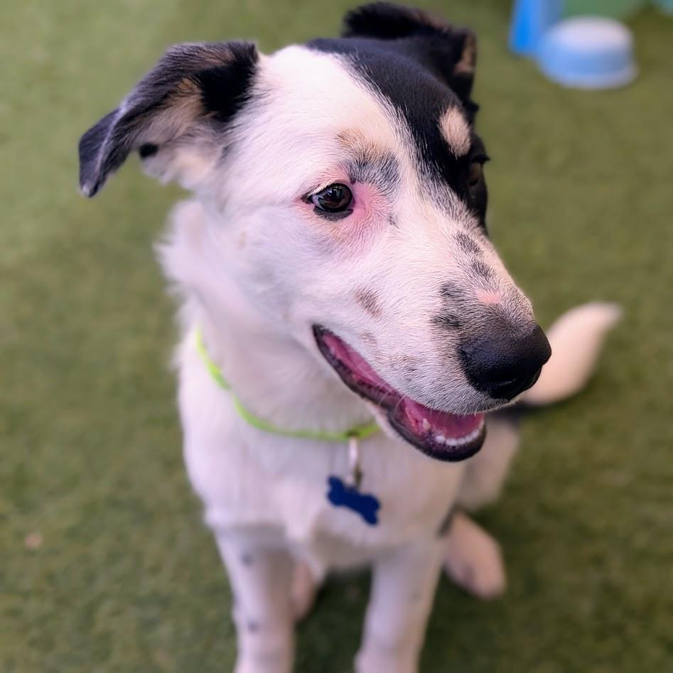 Enlarge Patches, an adoptable mixed breed in St. George, UT image 4/6