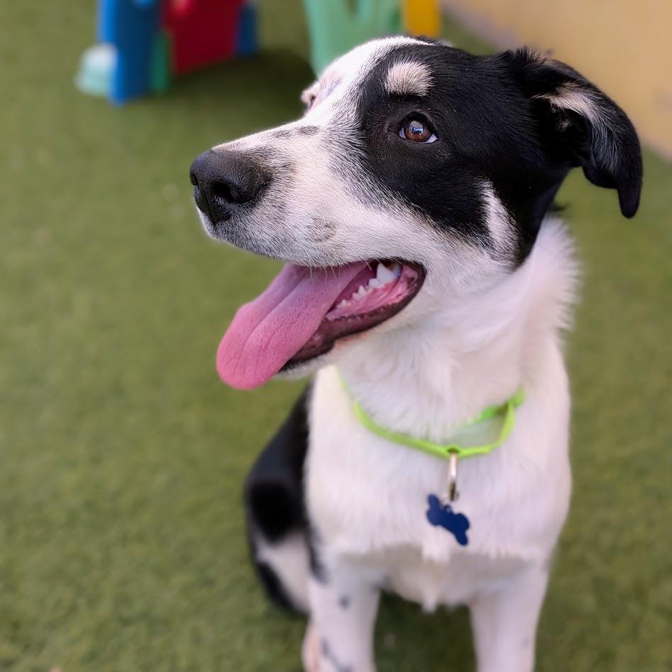 Enlarge Patches, an adoptable mixed breed in St. George, UT image 3/6